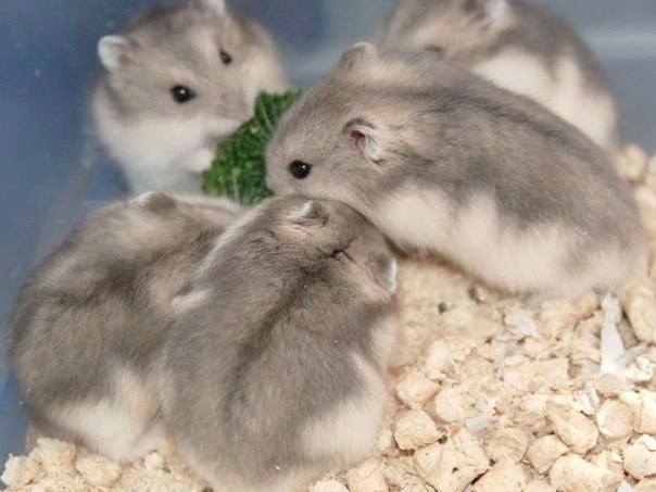 Породы хомяков | ЗооТом - продажа, вязка и услуги для животных в Каменке