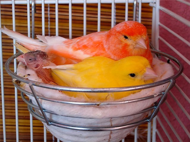 Содержание канареек и уход за ними в Каменке