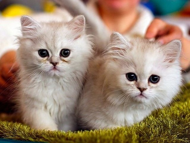 Породы кошек в Каменке | ЗооТом портал о животных