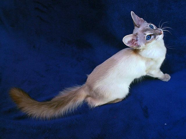 Выведенные породы кошек в Каменке | ЗооТом портал о животных
