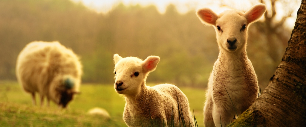 Объявления о сельскохозяйственных животных | ЗооТом - продажа, вязка и услуги для животных в Каменке