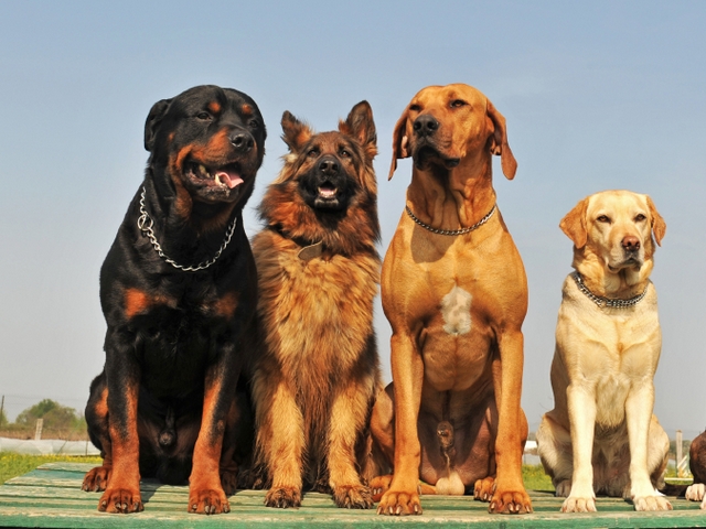 Крупные породы собак в Каменке | ЗооТом портал о животных