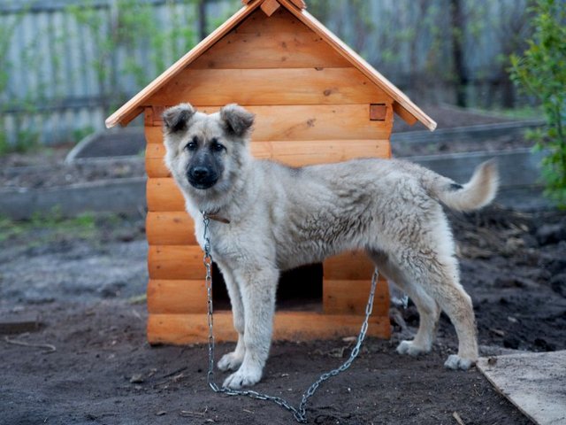 Все о собаках в Каменке Все о собаках в Каменке